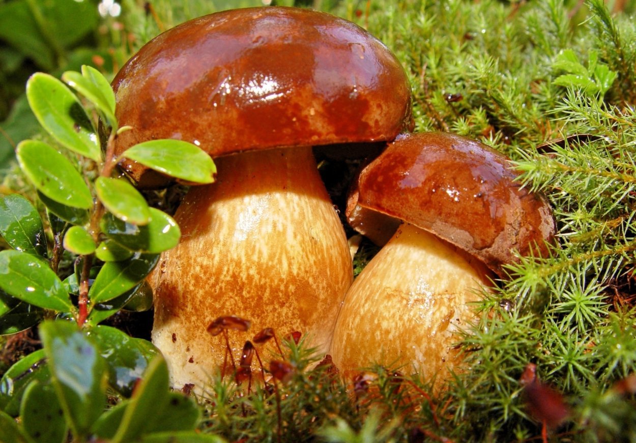 Летний опенок Kuehneromyces mutabilis