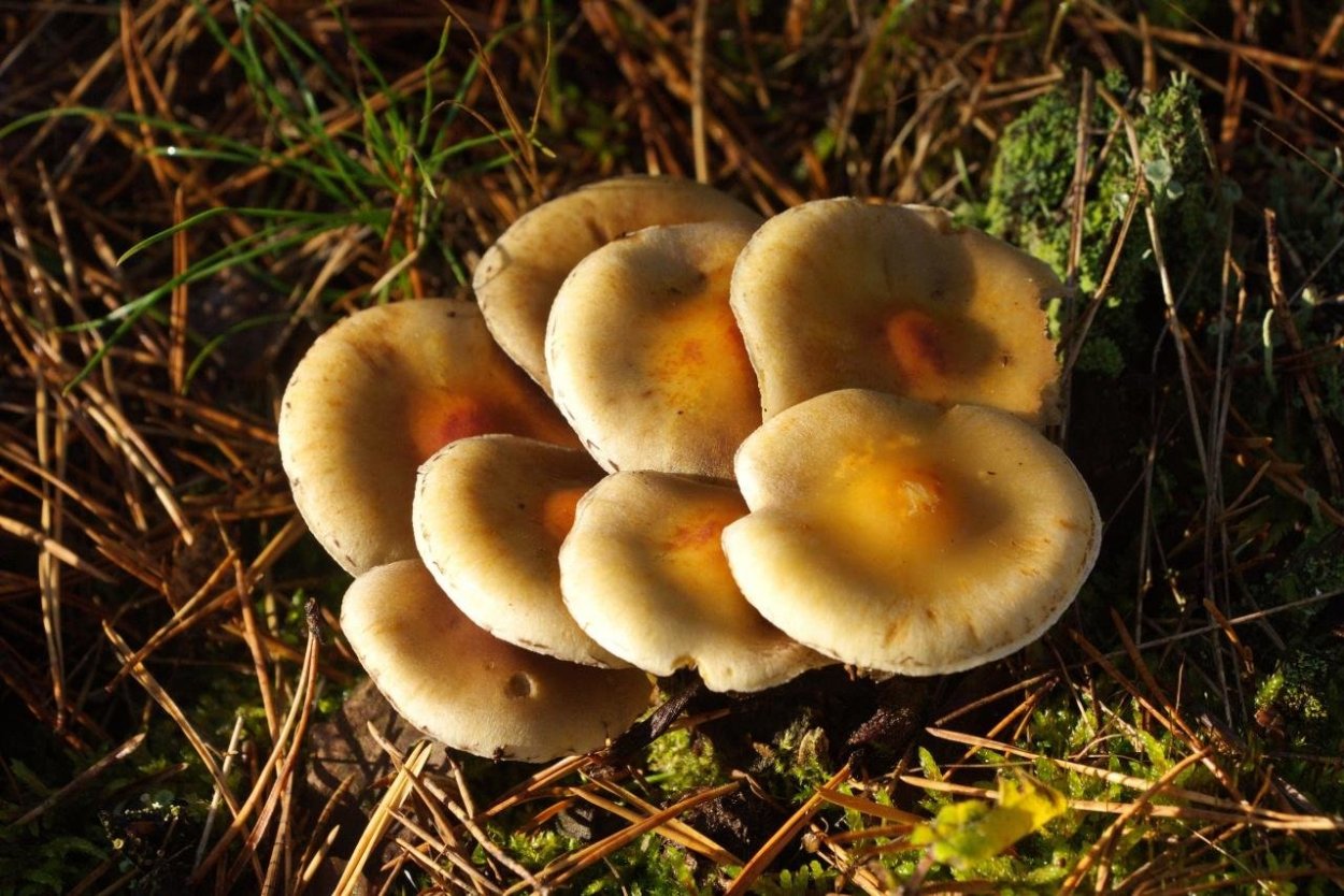 Летний опенок Kuehneromyces mutabilis