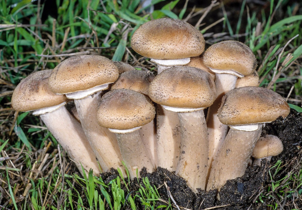 Опёнок толстоногий (Armillaria lutea)