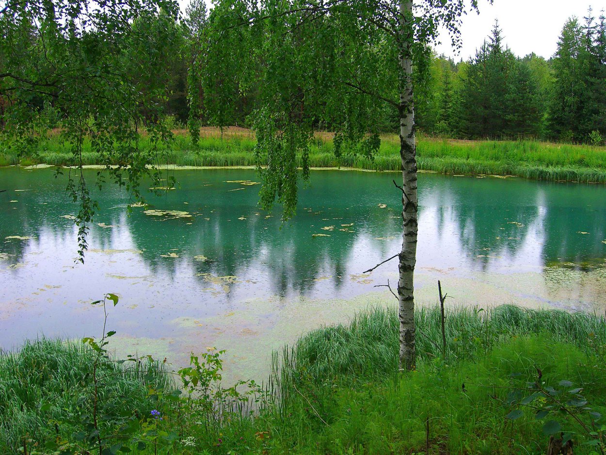 Лесные пруды Щелковский