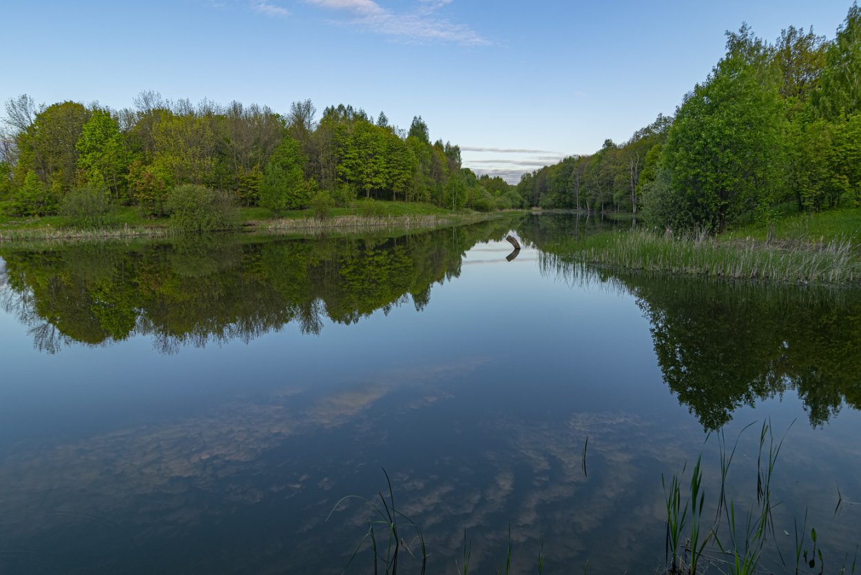 Болотистые леса Румыния