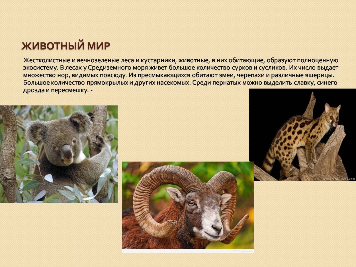 Животные жестколистных вечнозеленых лесов и кустарников Африки