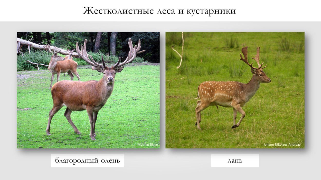 Животные жестколистных лесов и кустарников