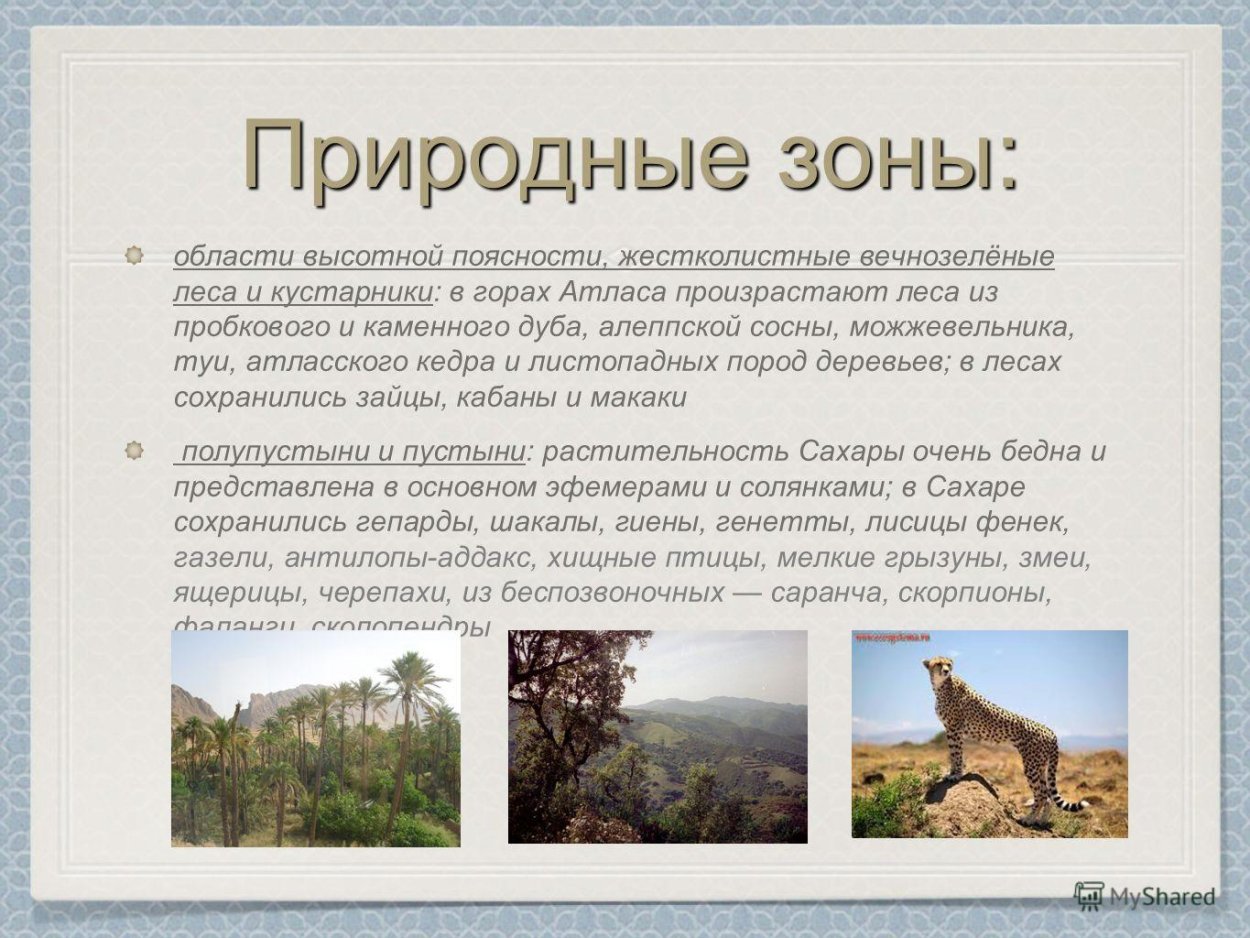Вечнозеленые жестколистные леса Алжир