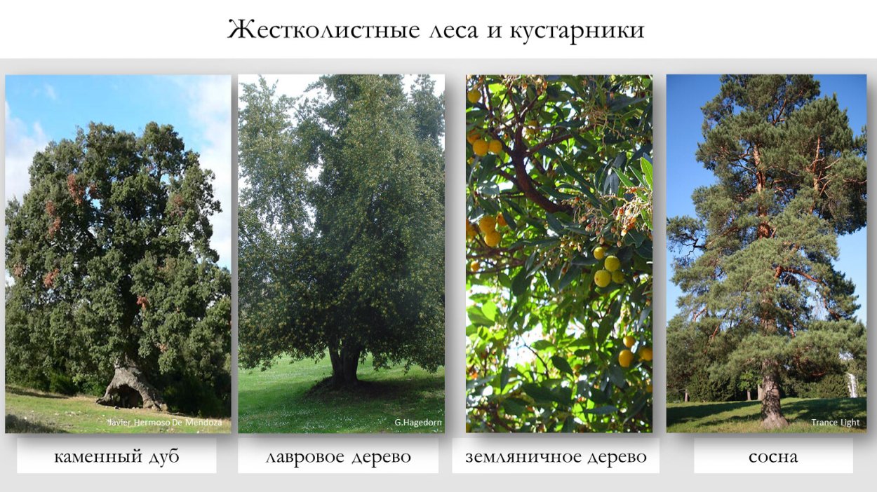 Растительный мир жестколистных лесов