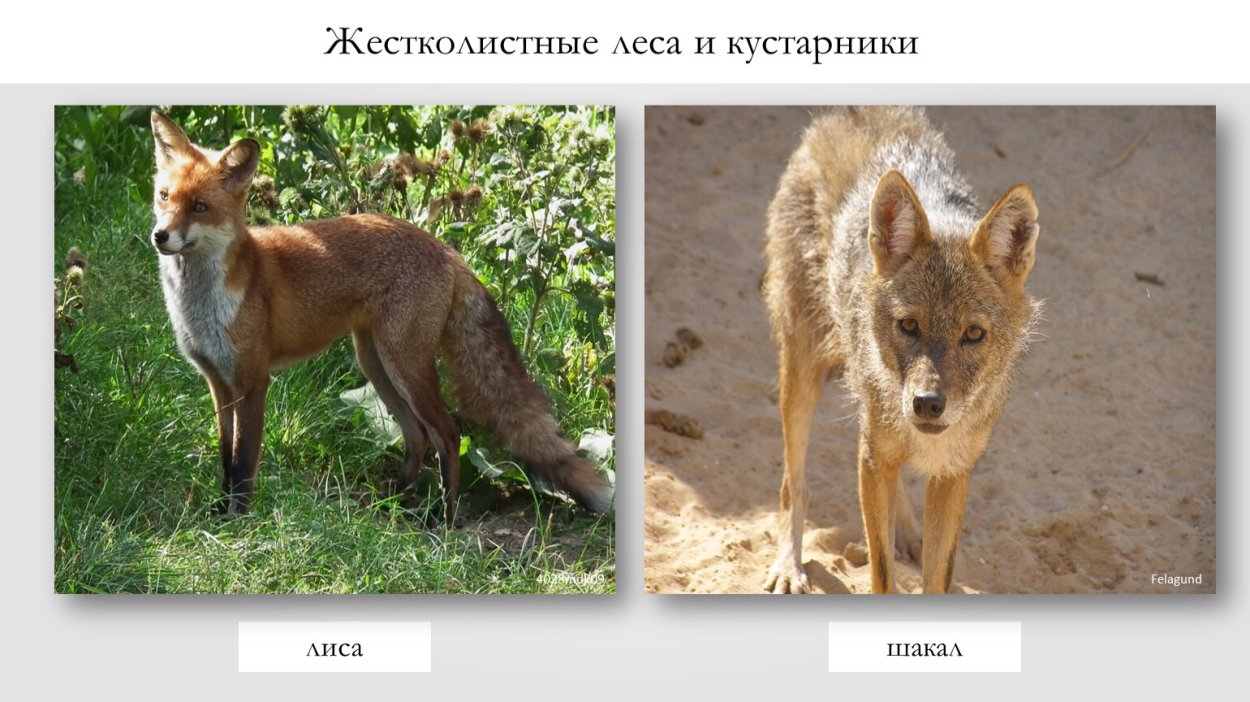Животные в жестколистных лесах Австралии