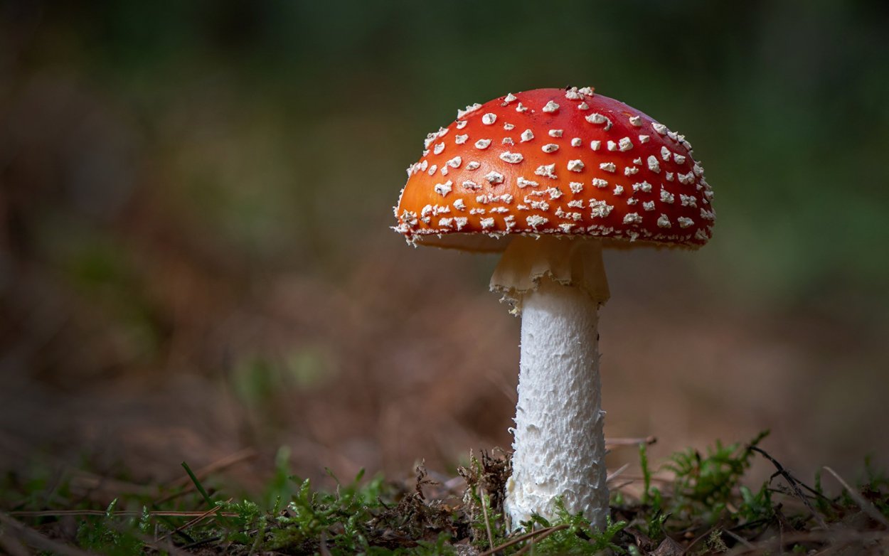 Мухомор Amanita muscaria