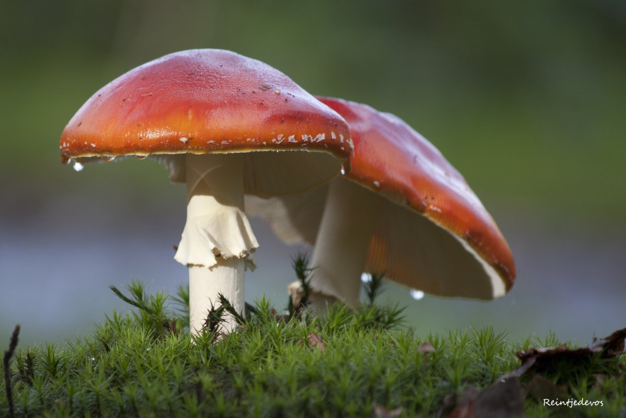 Rhodotus palmatus