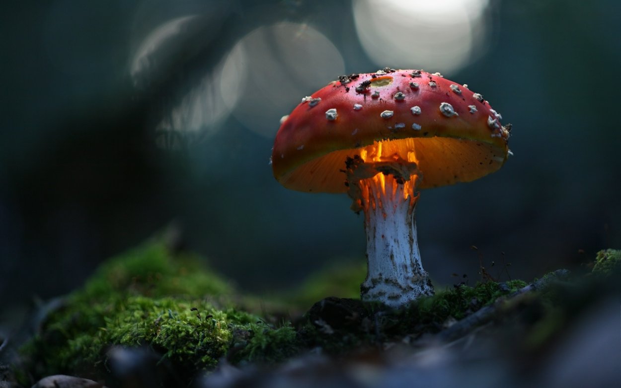 Макросъемка природа