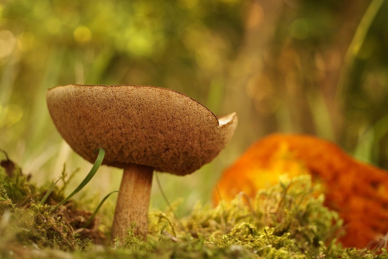 Microdosing Mushrooms мухоморы
