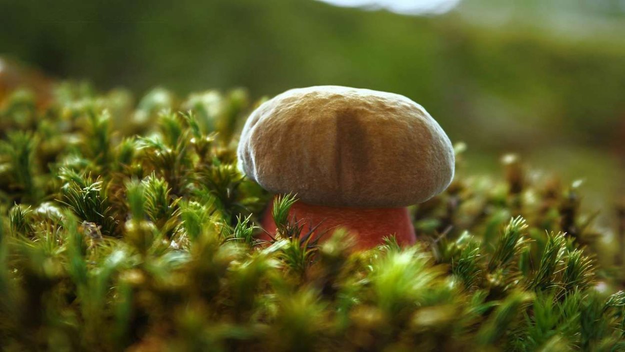 Мухомор Amanita muscaria