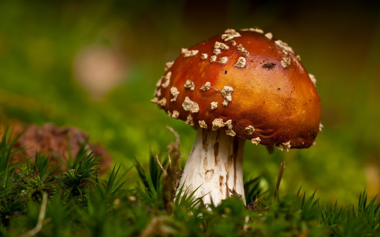 Мухомор пышновольвовый (Amanita magnivolvata Aalto)