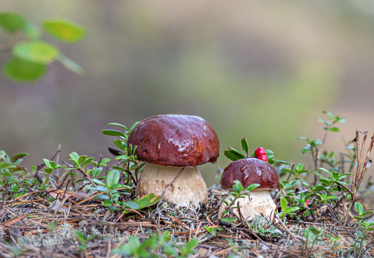 Ежовик кровоточащий / Hydnellum peckii