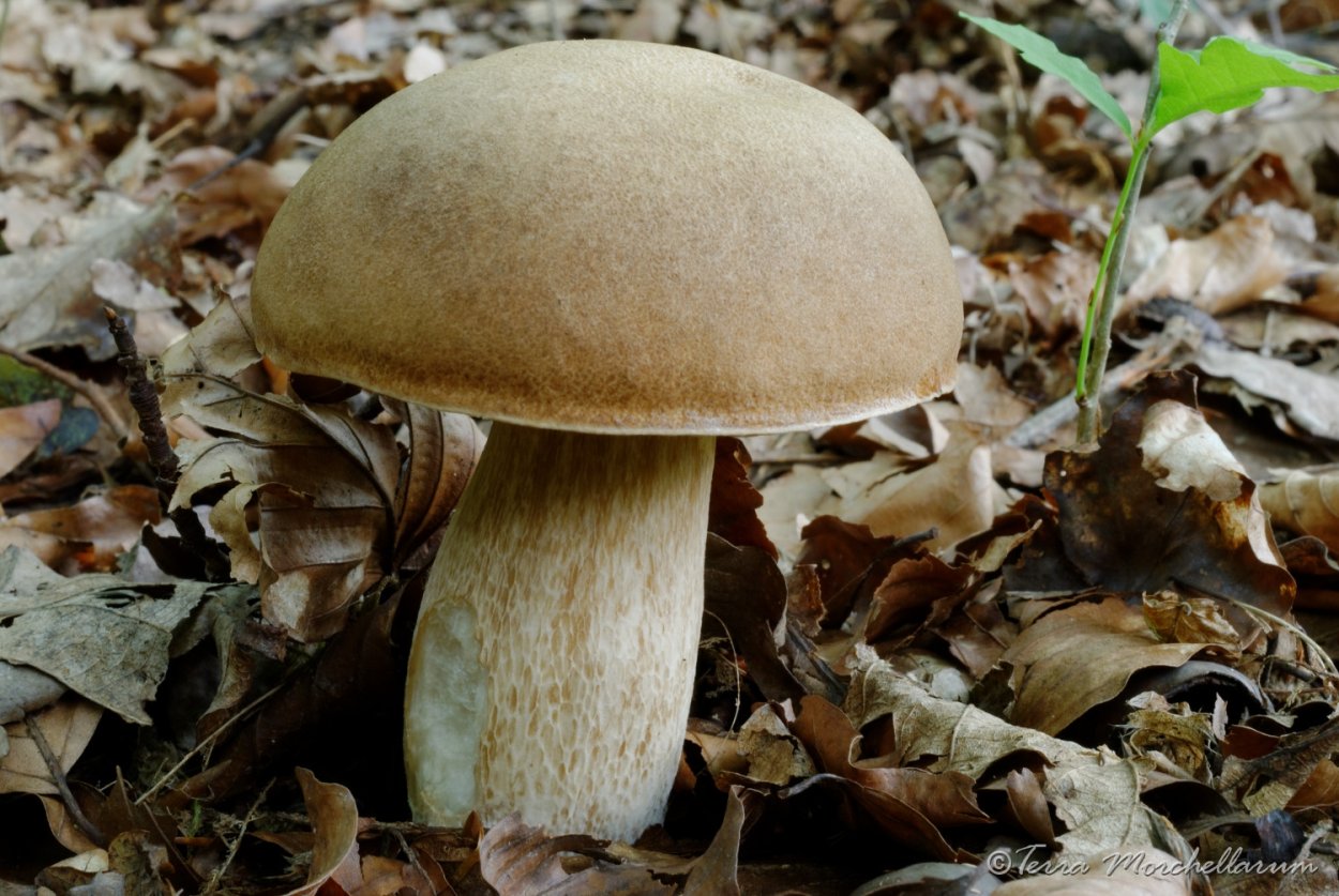 Шампиньон полевой Agaricus arvensis