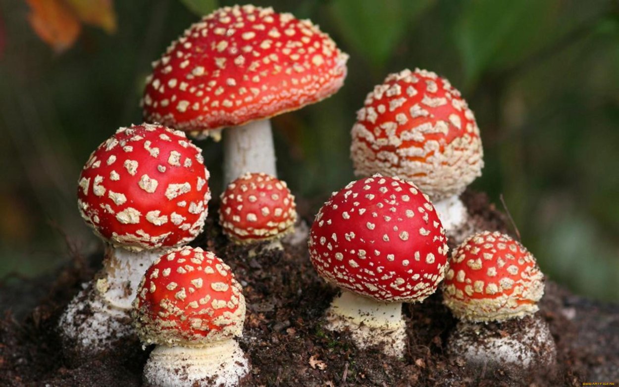 Мухомор Аманита Мускария