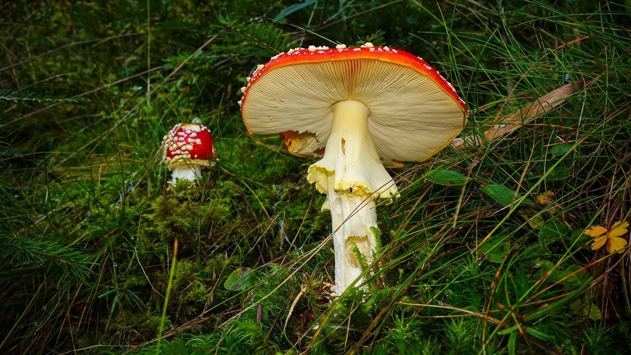 Королевский мухомор микродозинг