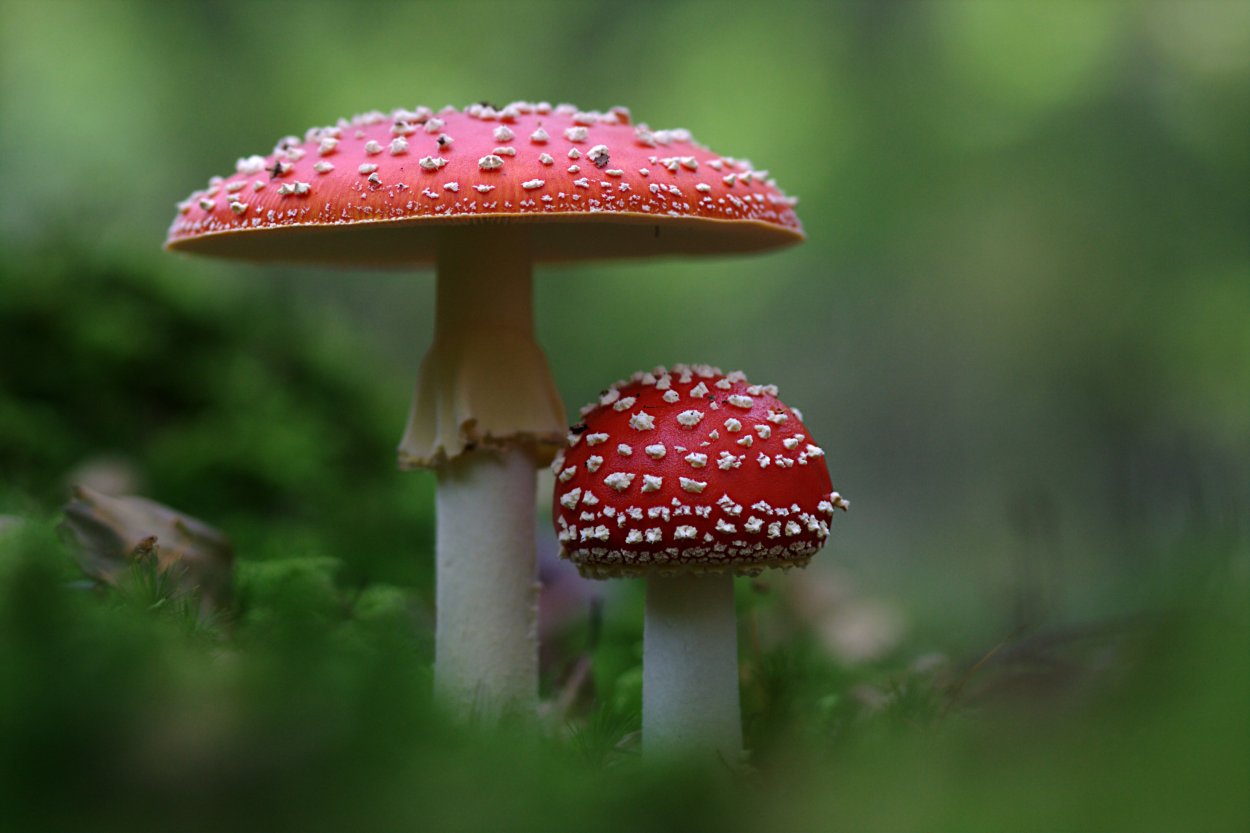 Грибы Аманита Мускария