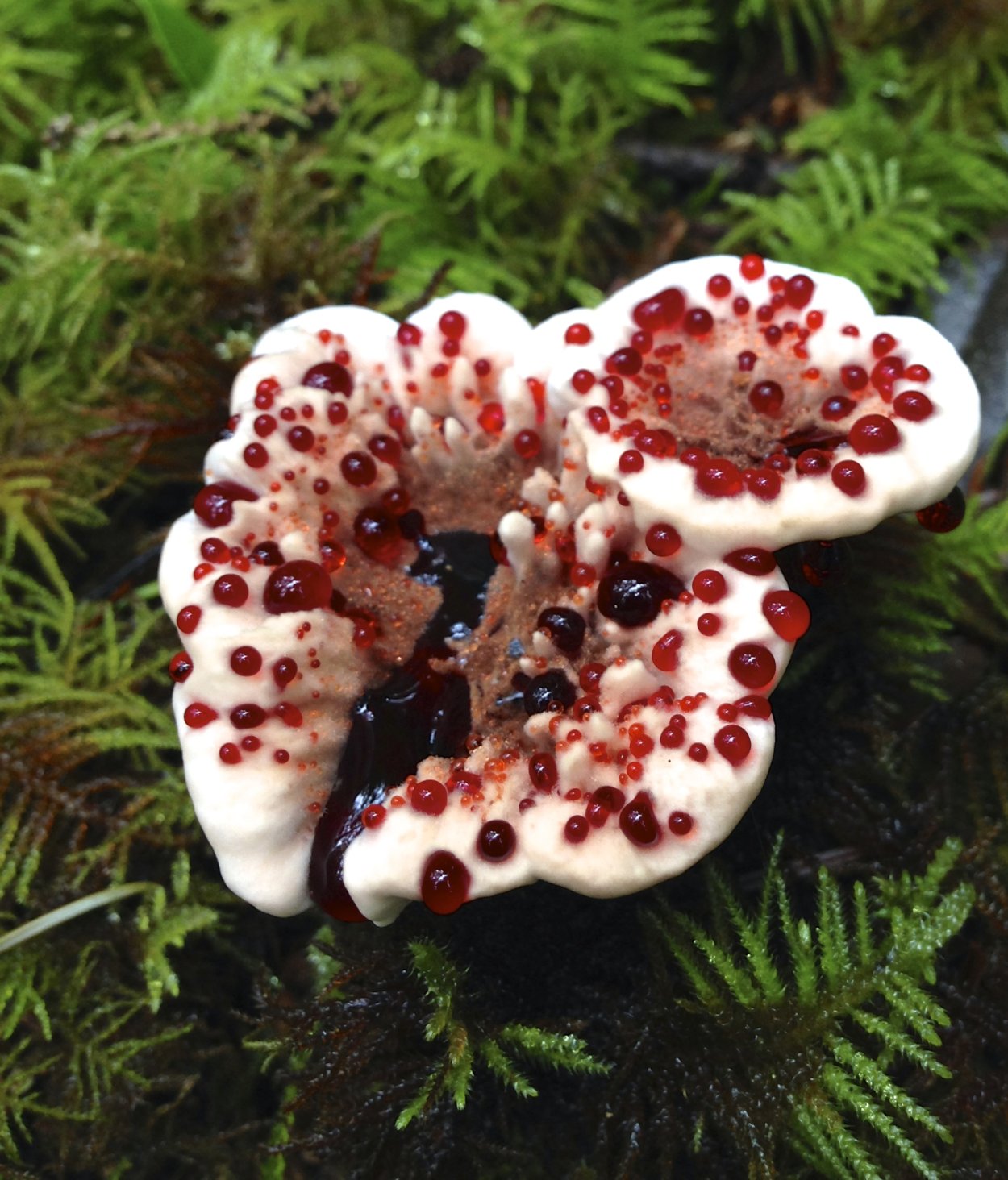 Кровоточащий гриб (Hydnellum peckii)