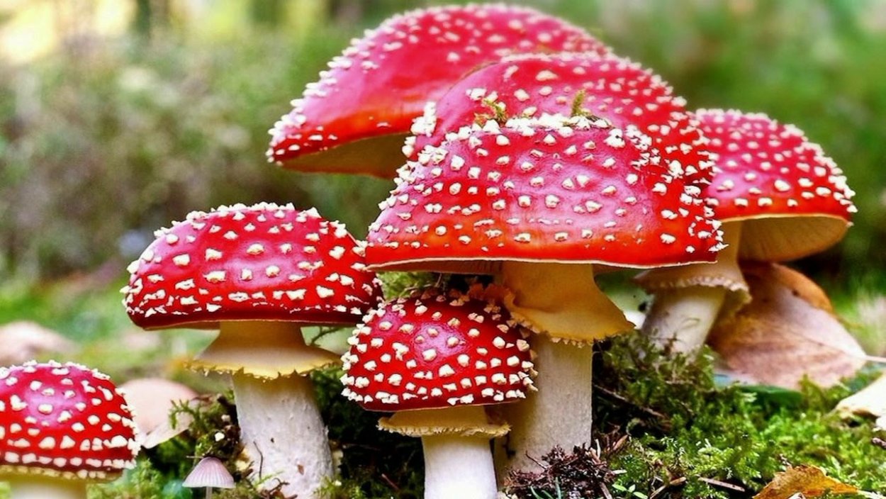 Мухомор Аманита Мускария