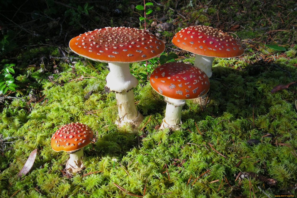 Мухомор Amanita muscaria