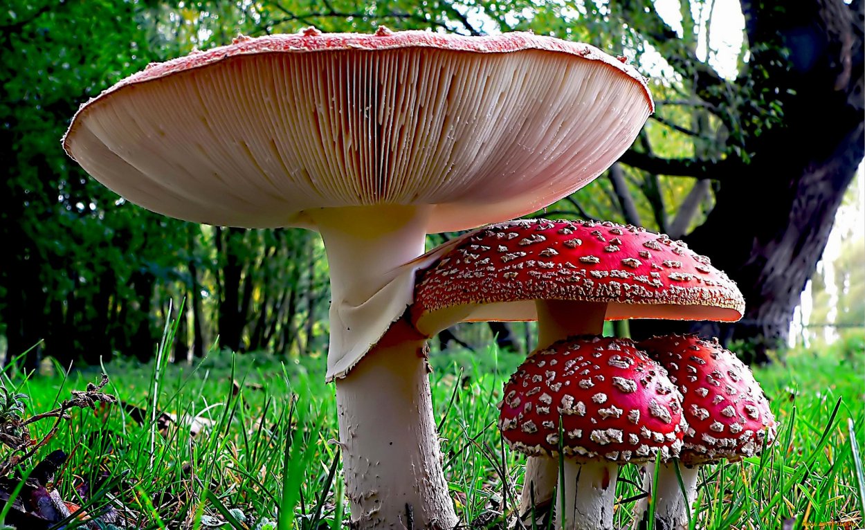 Мухомор пышновольвовый (Amanita magnivolvata Aalto)