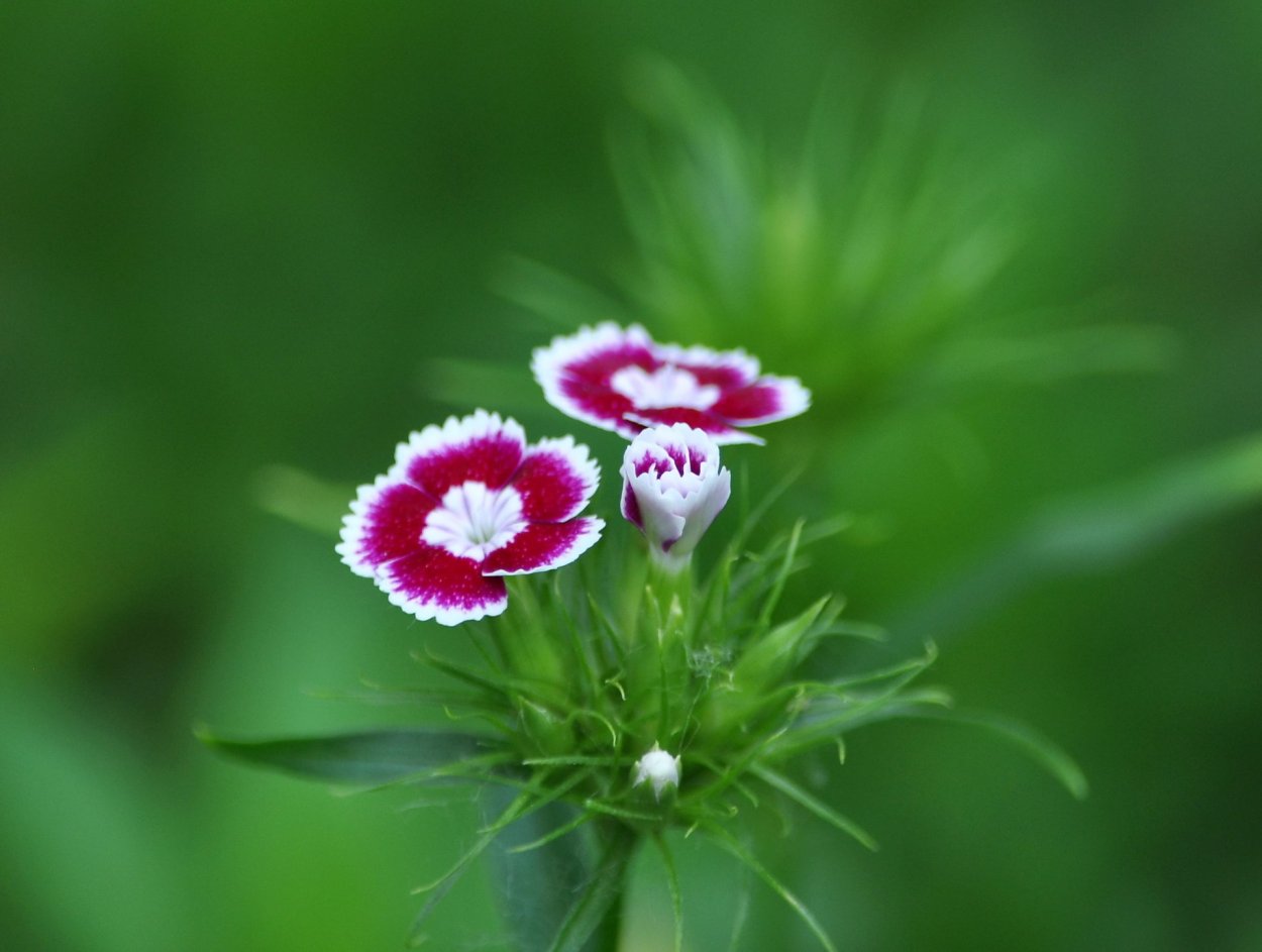 Dianthus зелень