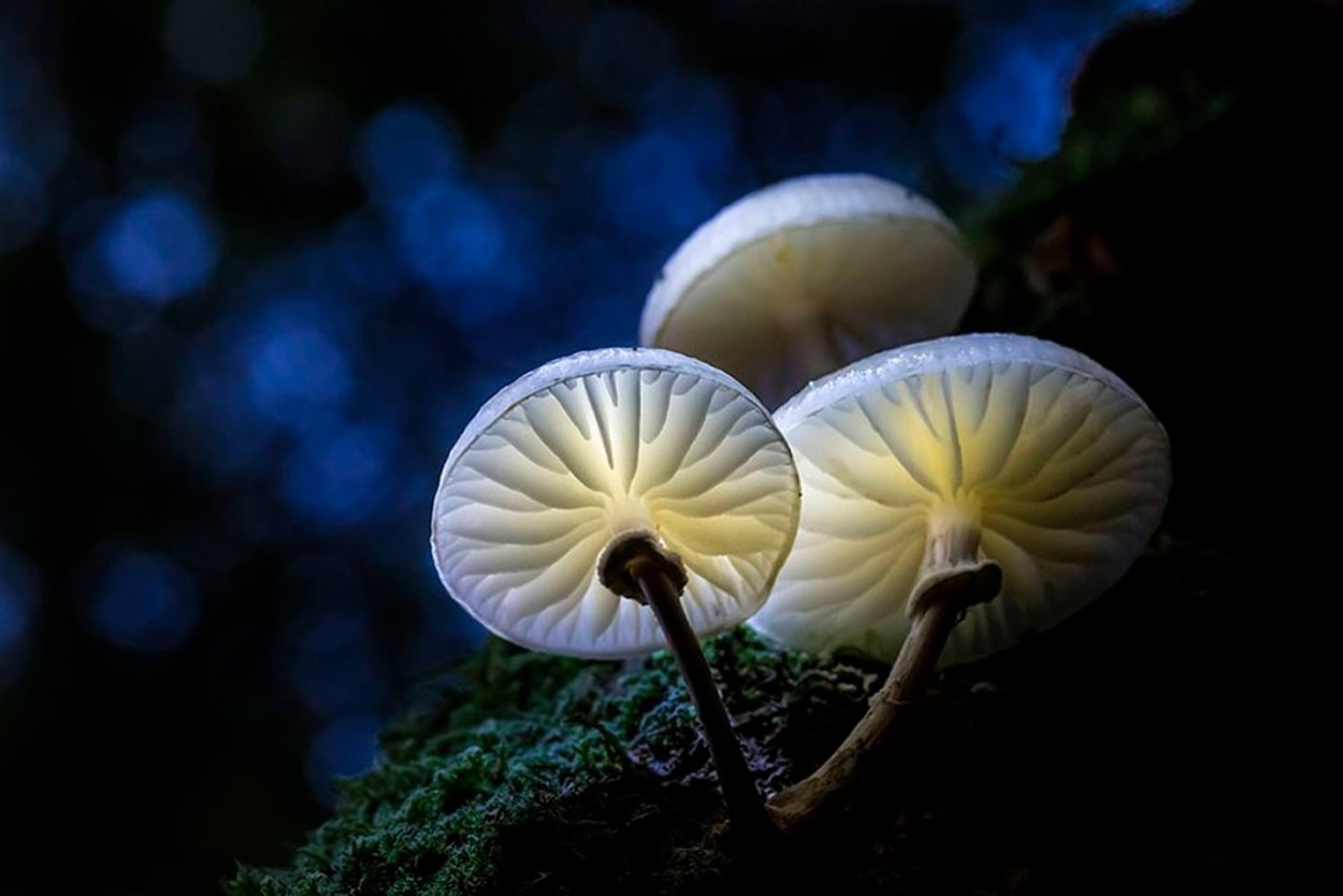 Neonothopanus gardneri