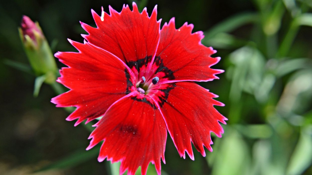 Red Dianthus