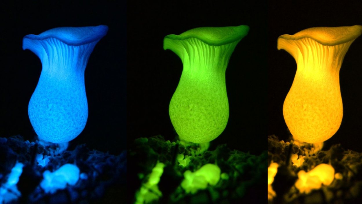 Mycena epipterygia биолюминесценция