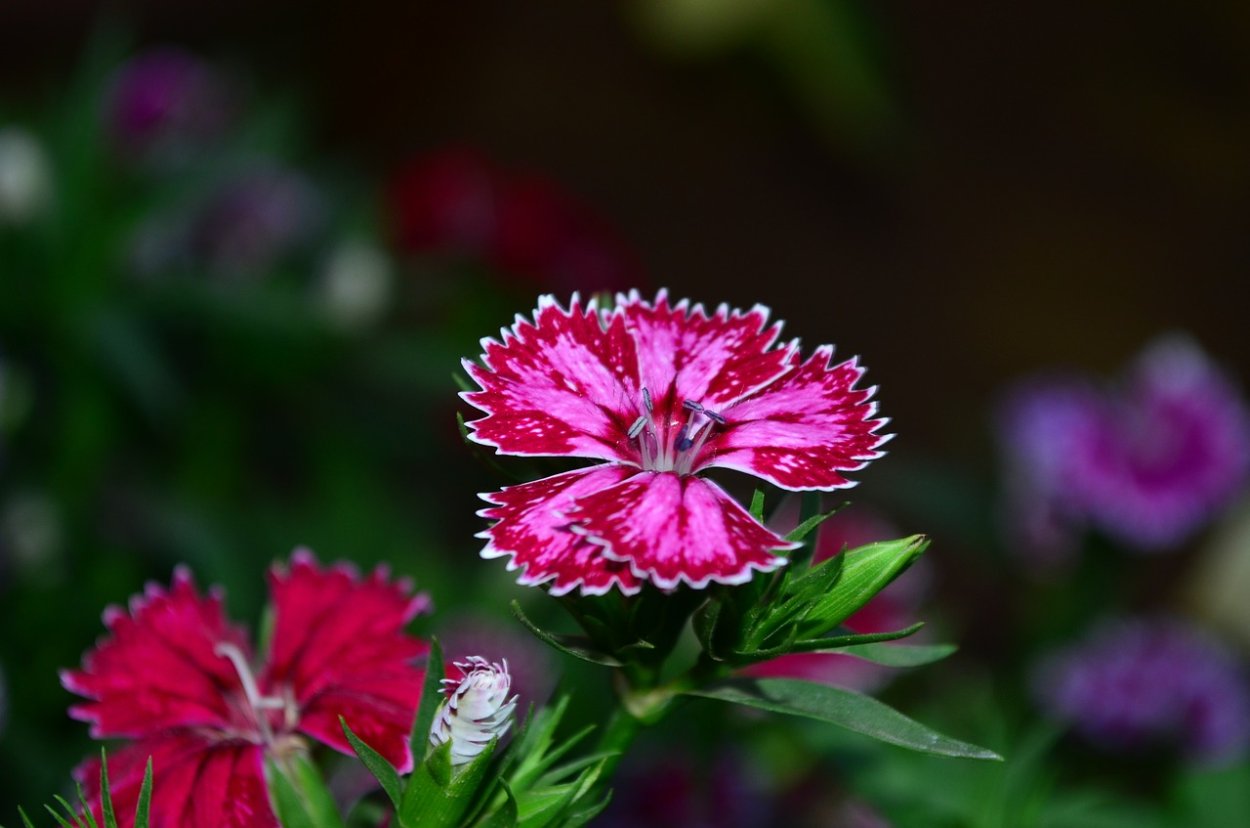 Dianthus Arabella Purple гвоздика
