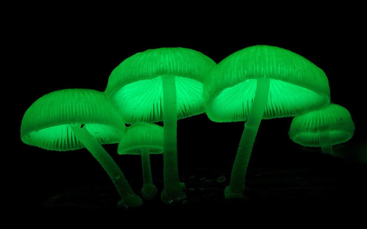 Mycena LUXAETERNA