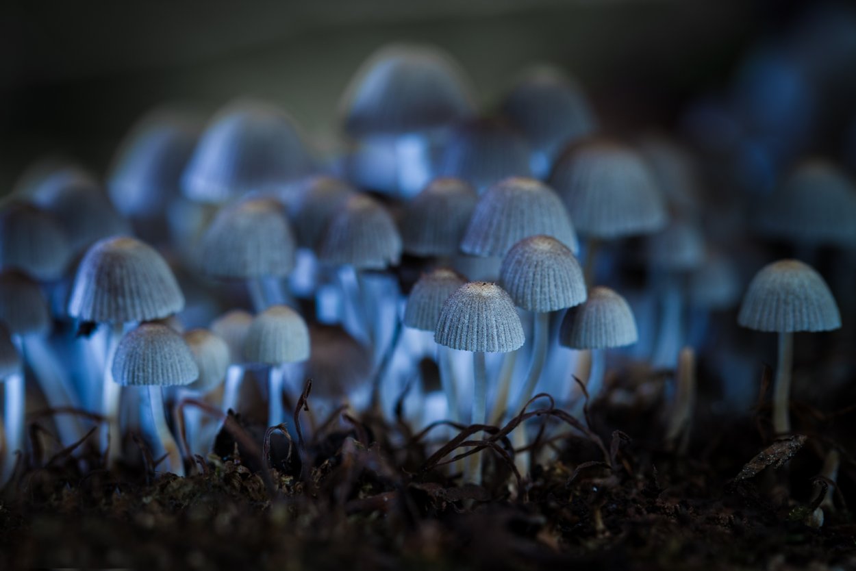 Omphalotus Nidiformis