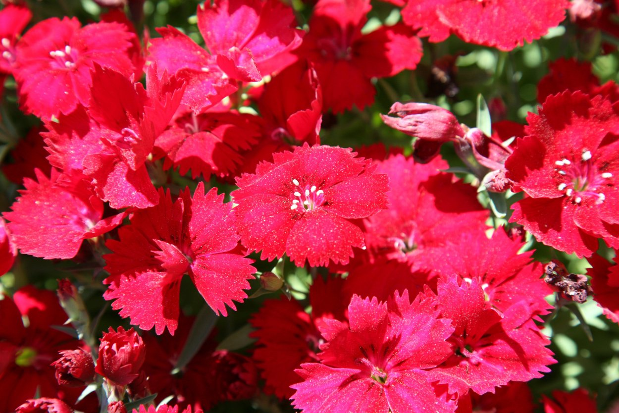 Гвоздика Dianthus