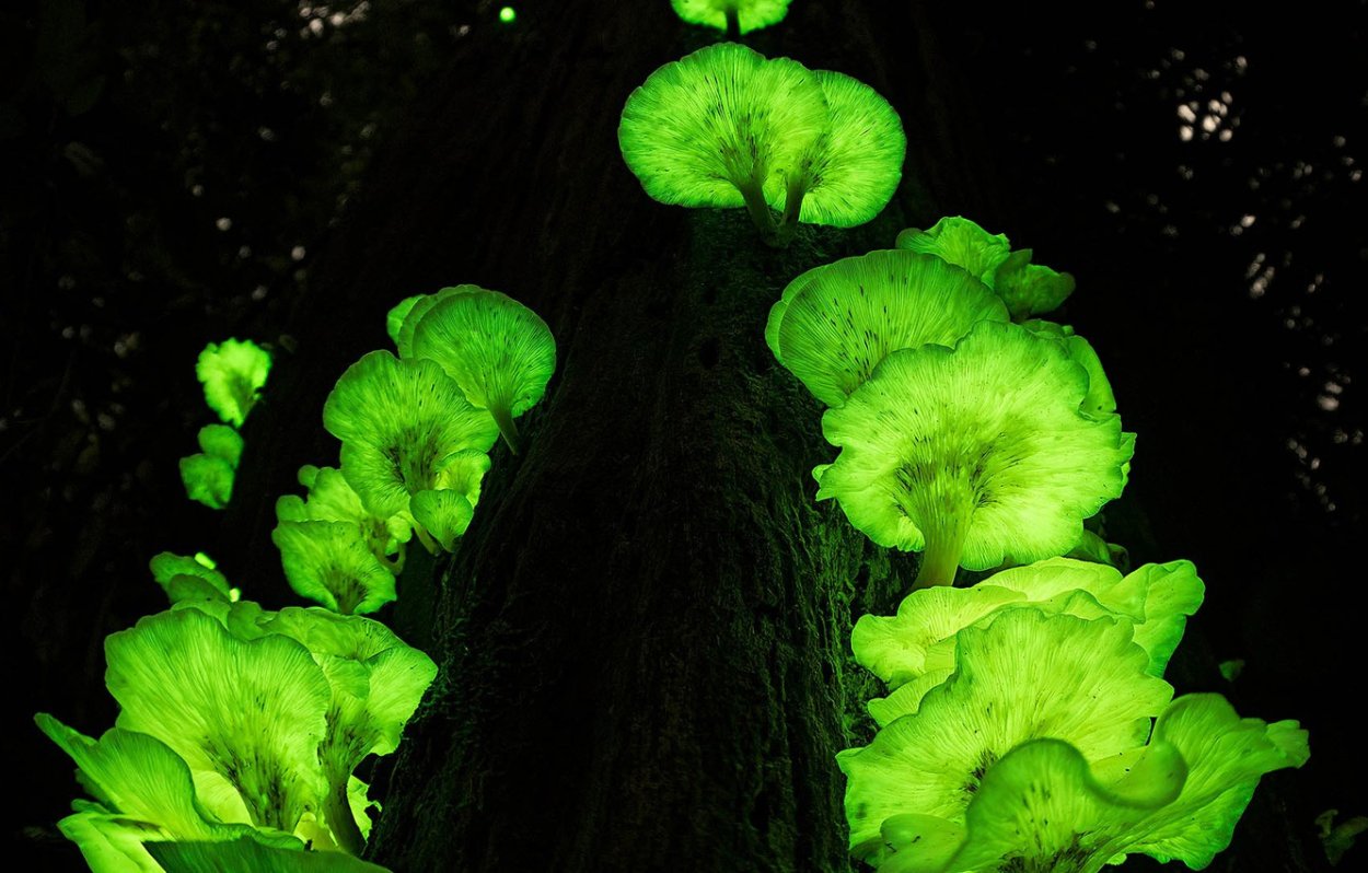 Neonothopanus gardneri
