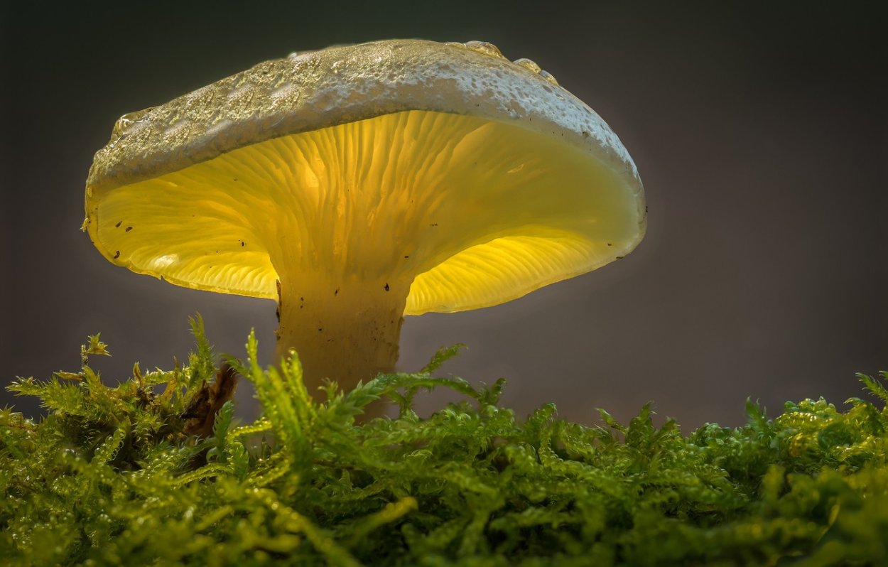 Призрачный гриб Omphalotus Nidiformis