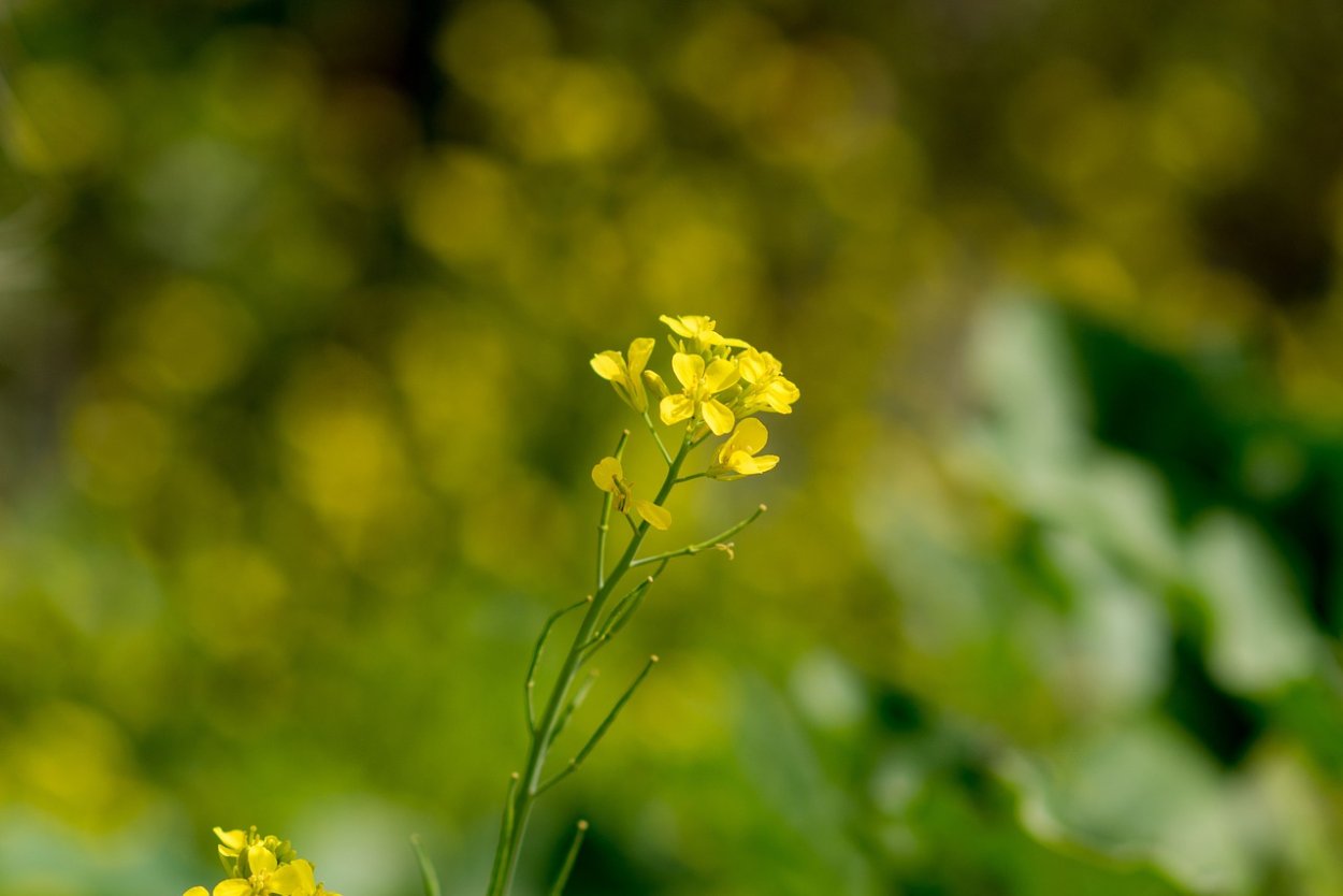 Sinapis arvensis