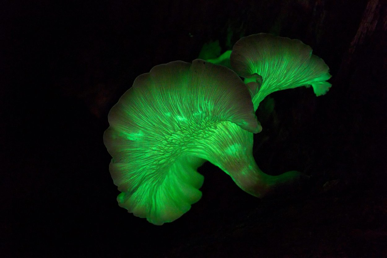 Mycena silvaelucens