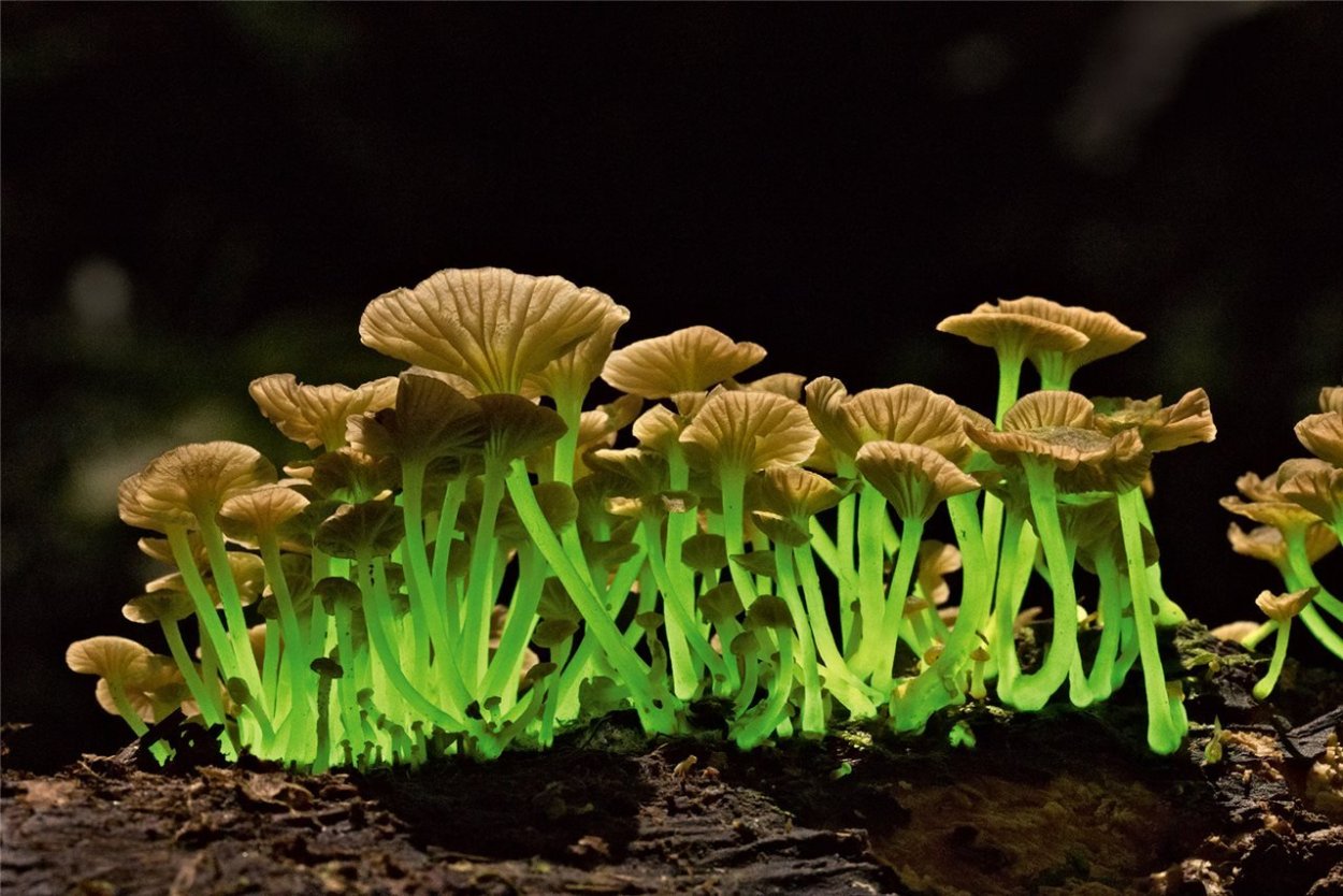 Omphalotus Nidiformis