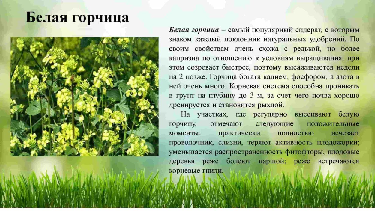 Желтые цветы на полях