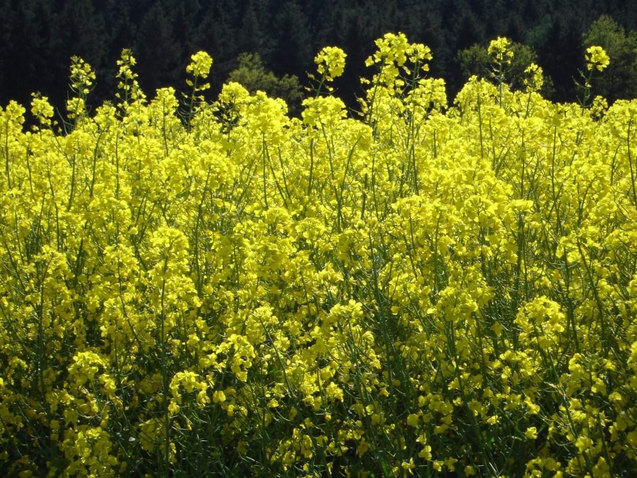 Горчица сарептская (Brassica juncea l.)