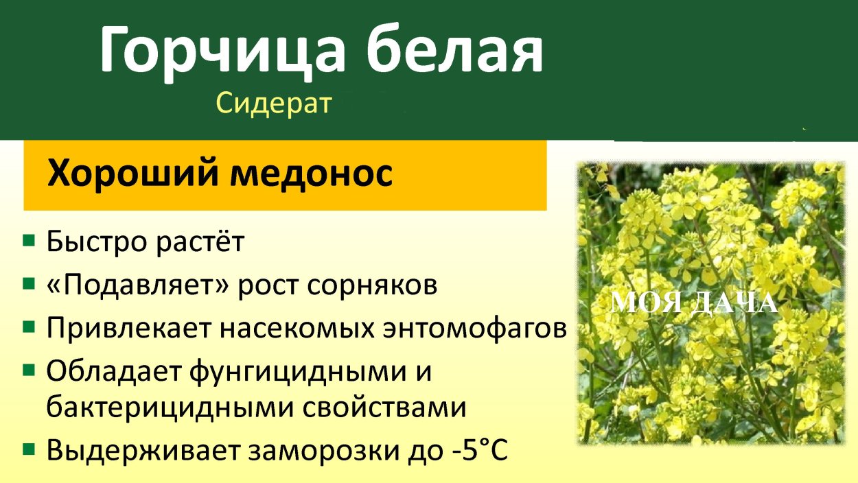 Горчица сидерат всходы