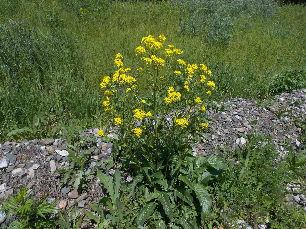 Brassica nigra - горчица черная