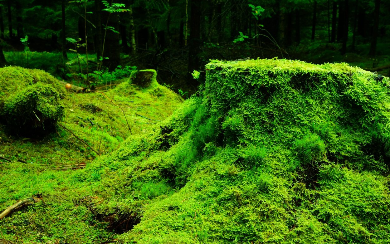 Лишайники в Гренландии