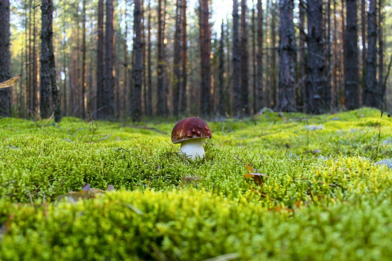 Under Mushroom