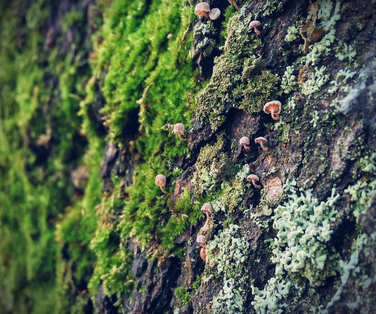 Polytrichum formosum