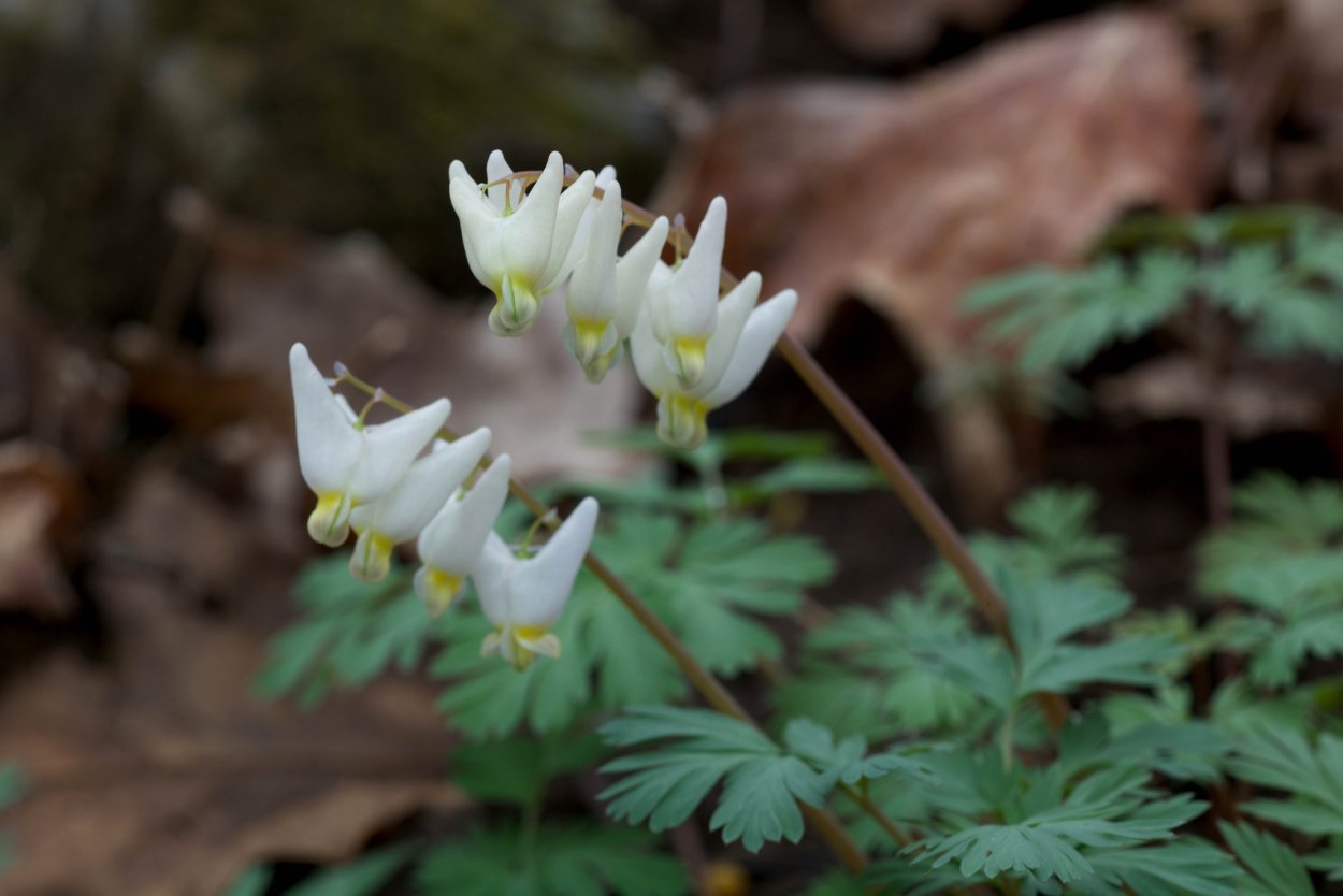Dicentra cucullaria ‘Carl Gehenio'