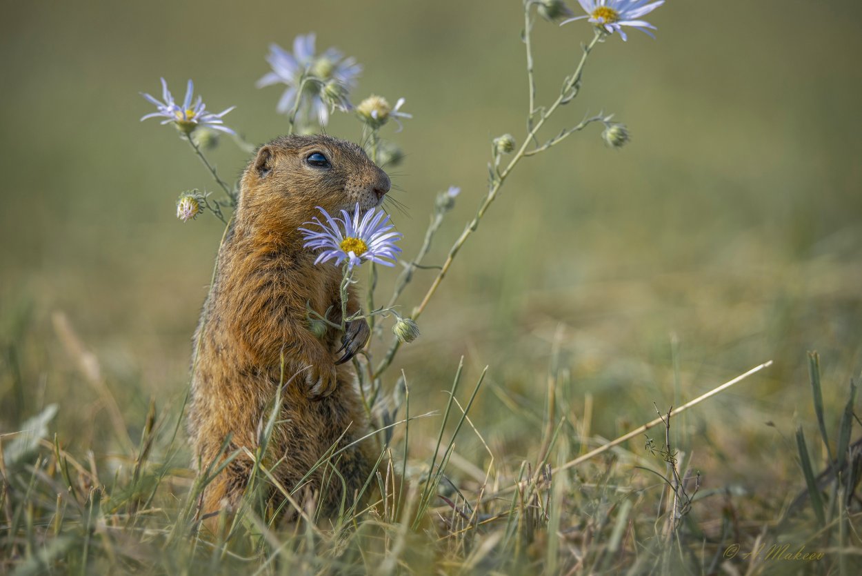 Даурского суслика (Spermophilus dauricus