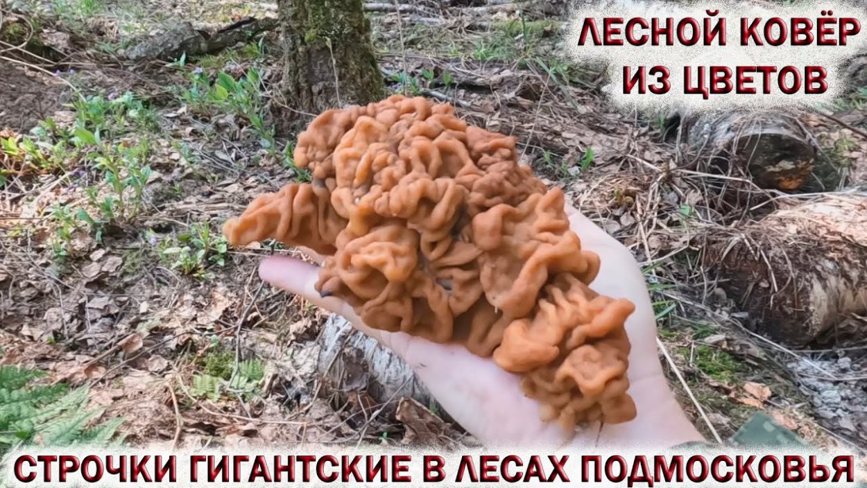 Съедобные грибы и несъедобные грибы названия