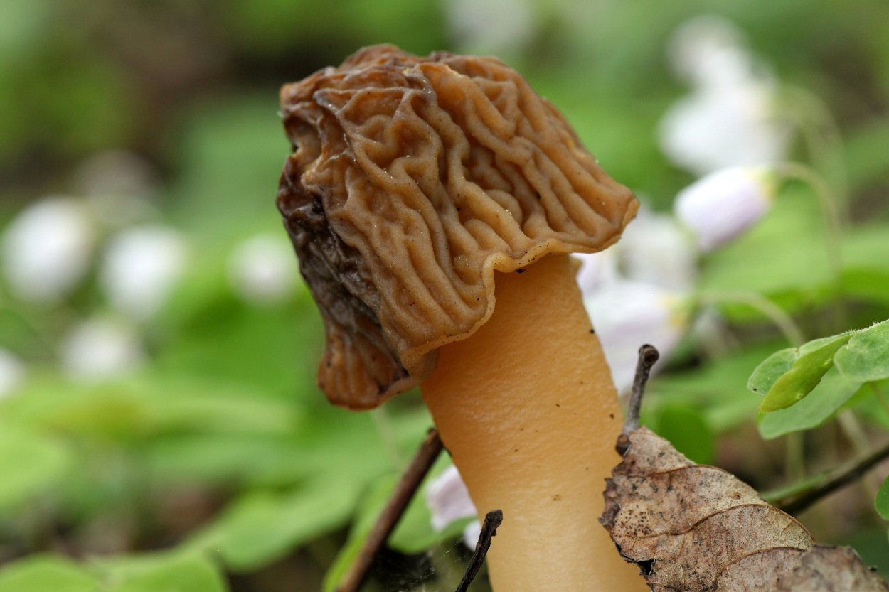 Строчок пучковый Gyromitra Fastigiata Вишневский