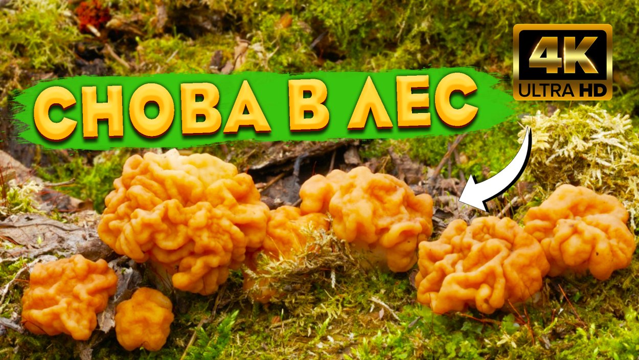 Строчки грибы пучковый